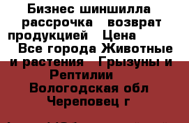 Бизнес шиншилла, рассрочка - возврат продукцией › Цена ­ 4 500 - Все города Животные и растения » Грызуны и Рептилии   . Вологодская обл.,Череповец г.